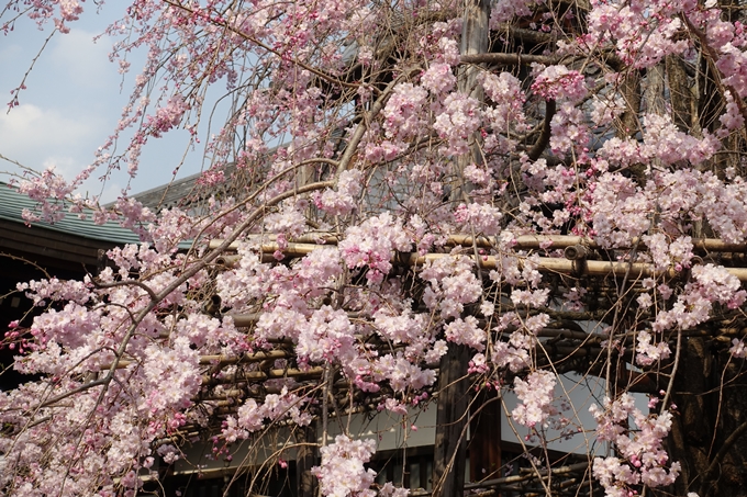 京都桜速報2018_12　No37