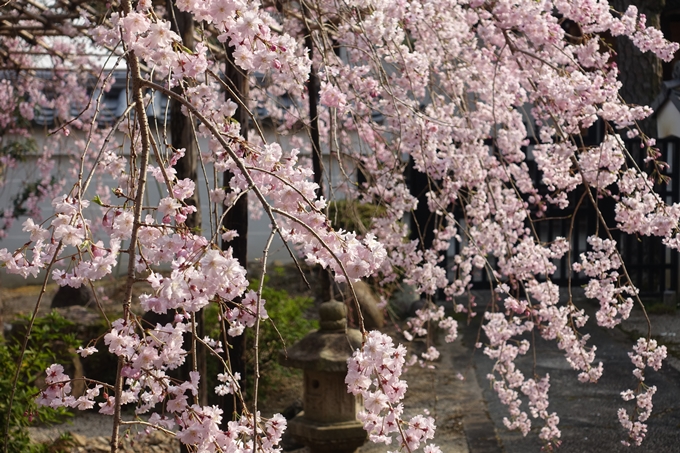 京都桜速報2018_12　No39