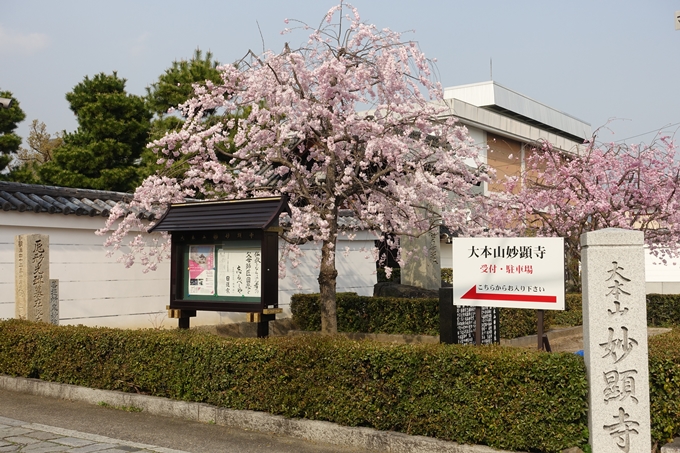 京都桜速報2018_12　No40