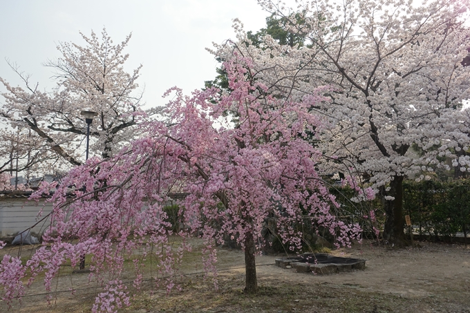 京都桜速報2018_12　No43