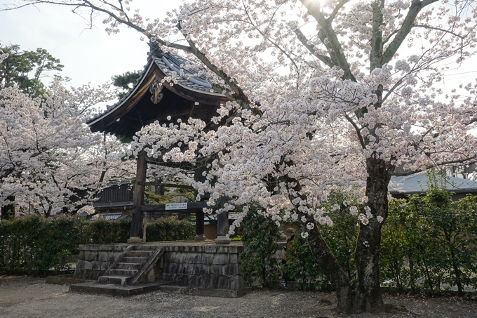 京都桜速報2018_12　No44