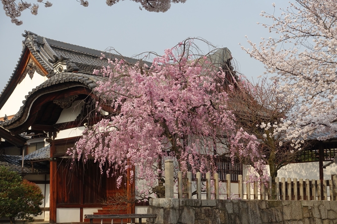 京都桜速報2018_12　No45