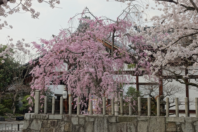 京都桜速報2018_12　No47