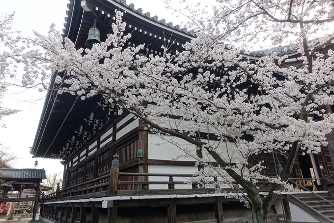 京都桜速報2018_12　No48