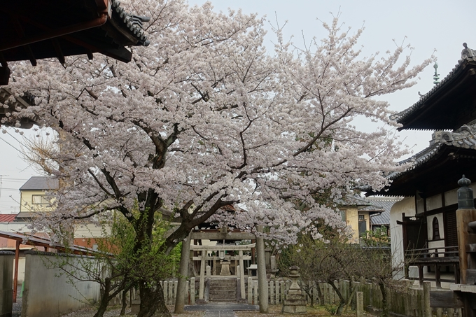 京都桜速報2018_12　No49