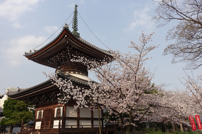 京都桜速報2018_12　No51