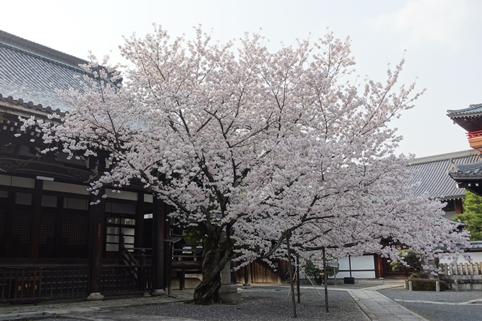 京都桜速報2018_12　No52