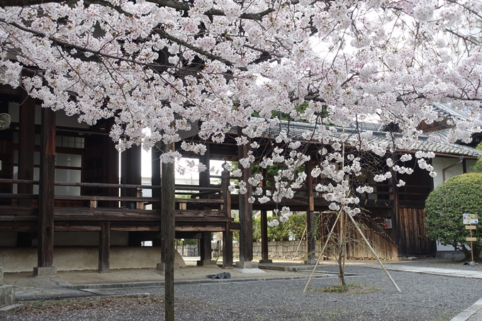 京都桜速報2018_12　No53