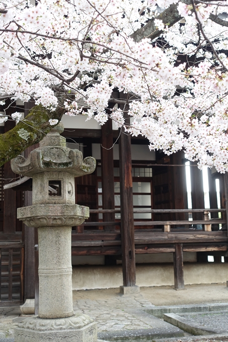 京都桜速報2018_12　No54