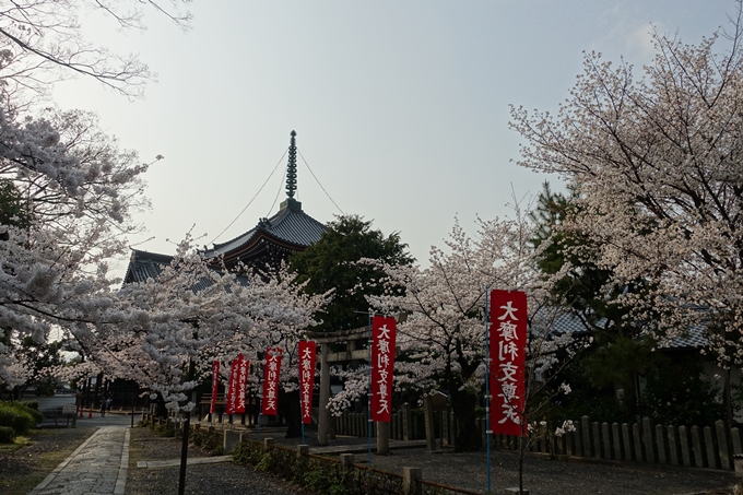 京都桜速報2018_12　No55