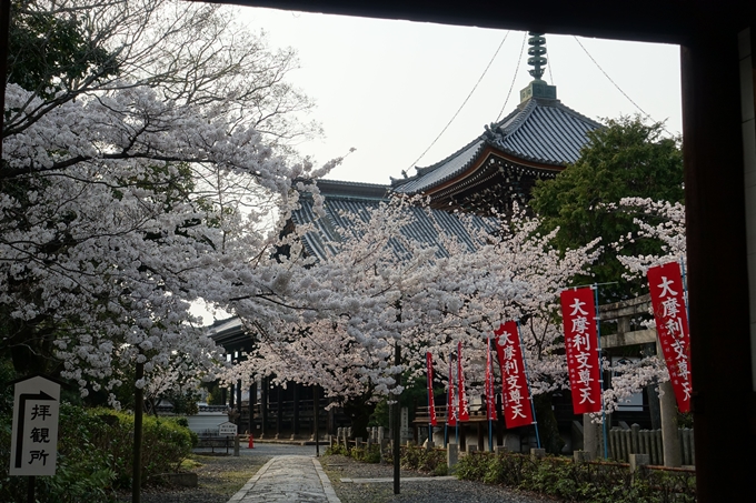 京都桜速報2018_12　No57