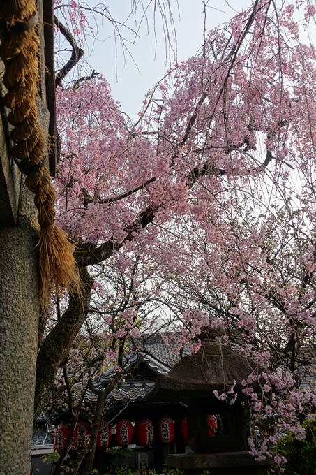 京都桜速報2018_12　No61