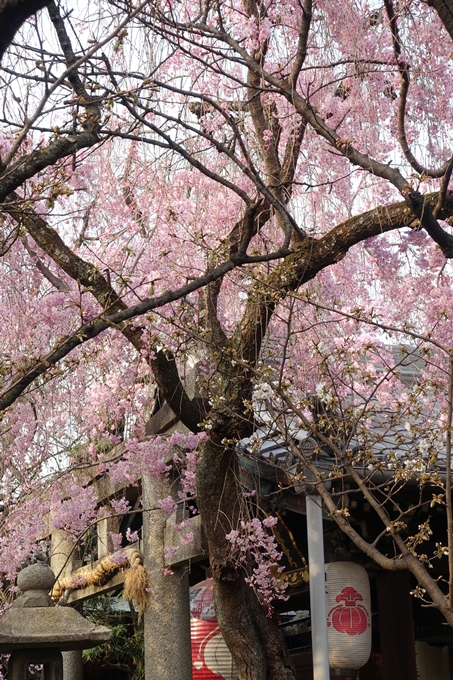 京都桜速報2018_12　No62