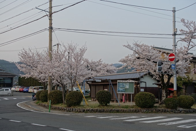 京都桜速報2018_12　No66