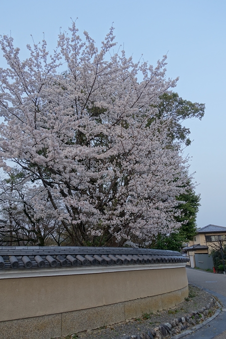 京都桜速報2018_12　No67