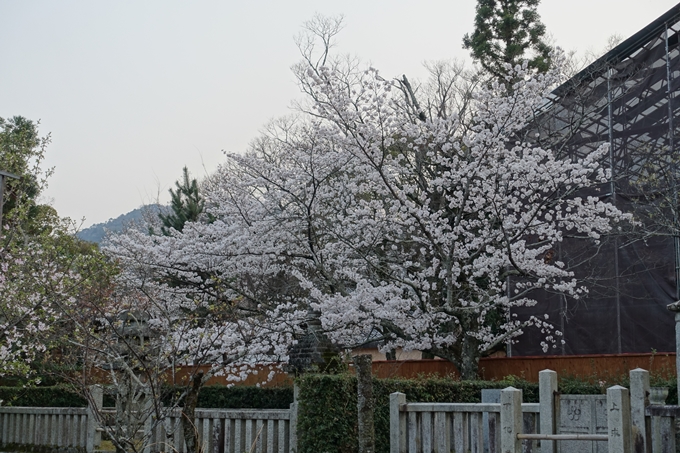 京都桜速報2018_12　No68