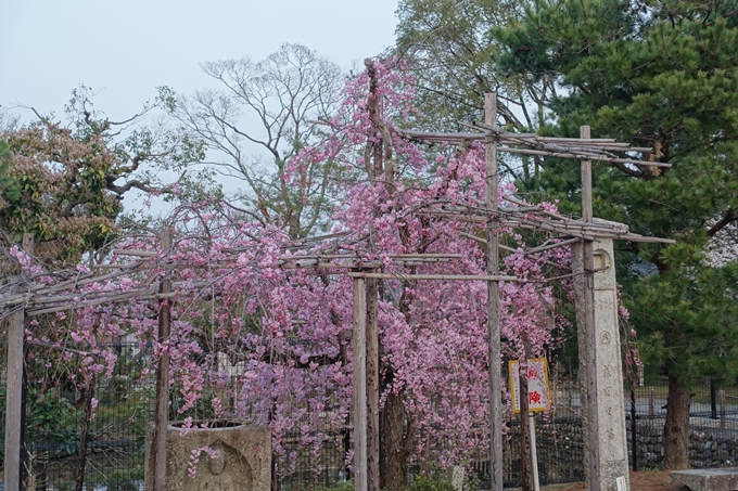 京都桜速報2018_12　No69