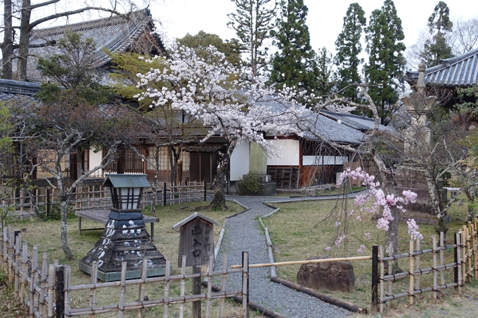 京都桜速報2018_12　No70