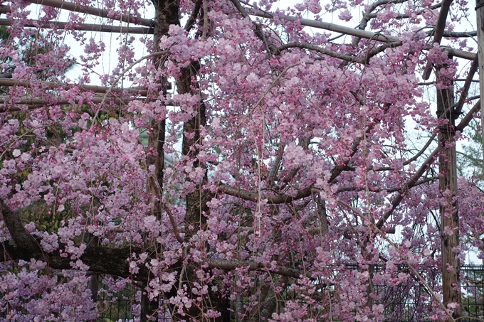 京都桜速報2018_12　No71