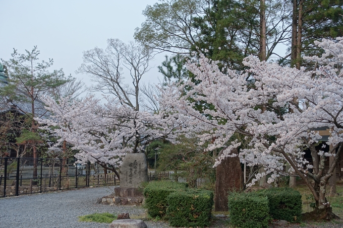 京都桜速報2018_12　No72