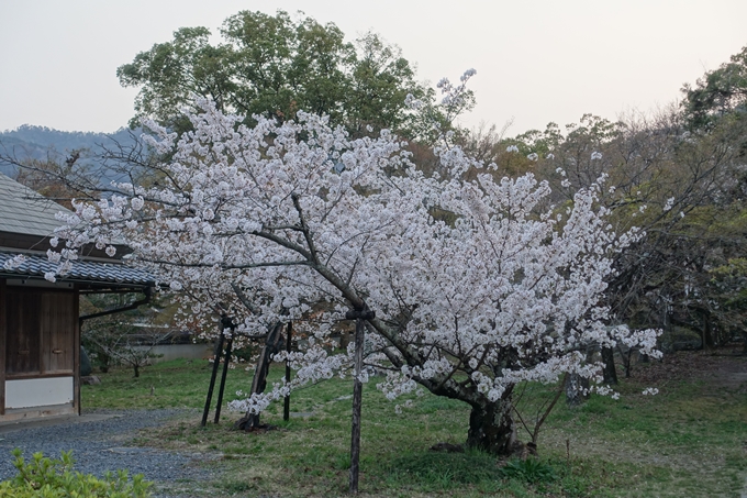 京都桜速報2018_12　No73