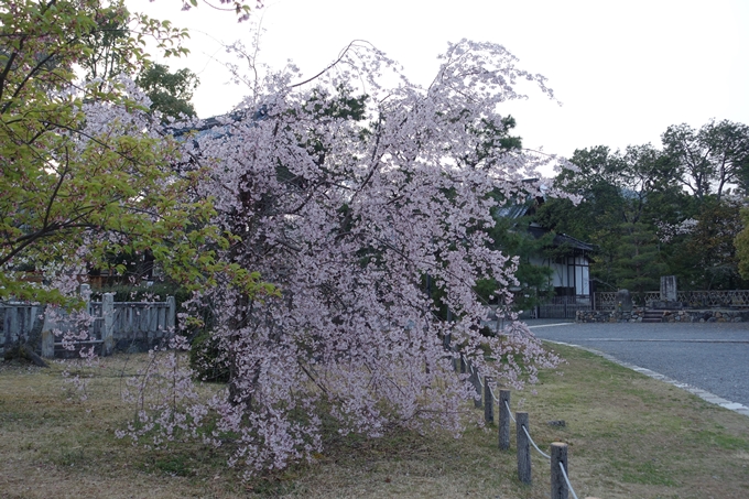 京都桜速報2018_12　No75