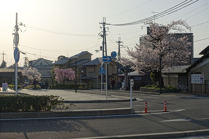 京都桜速報2018_13　No2