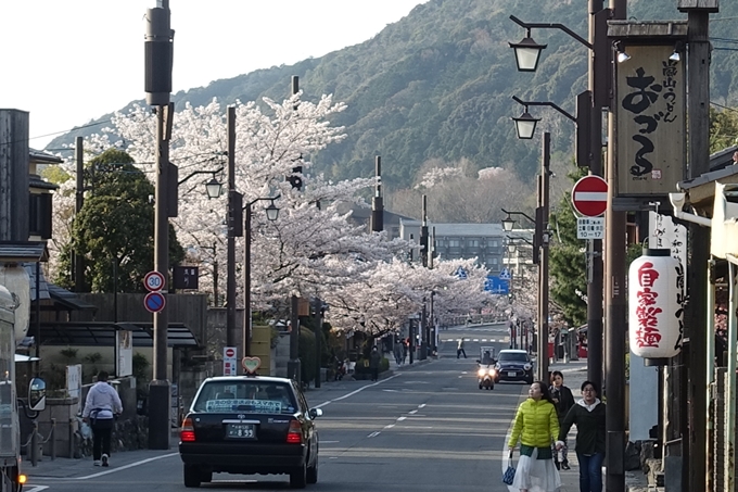 京都桜速報2018_13　No3