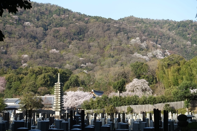 京都桜速報2018_13　No4