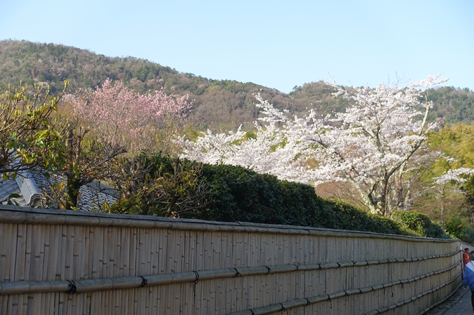 京都桜速報2018_13　No5