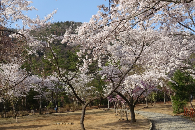 京都桜速報2018_13　No7