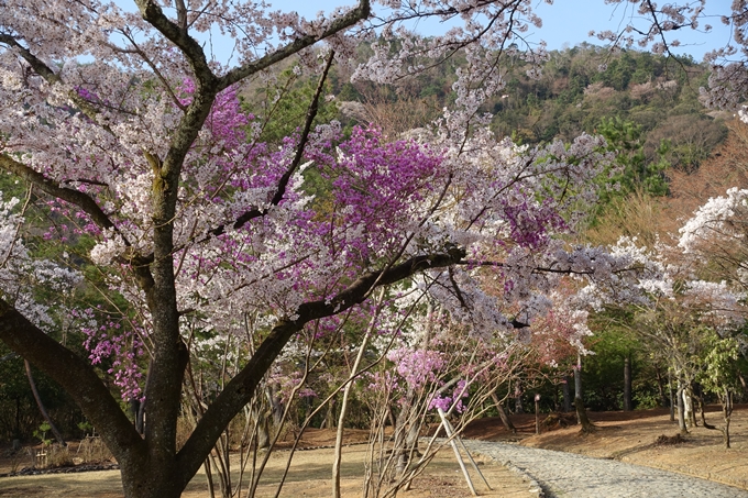 京都桜速報2018_13　No8