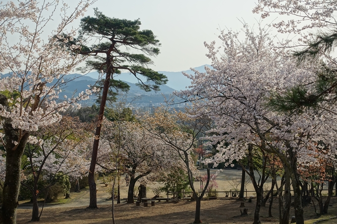 京都桜速報2018_13　No9