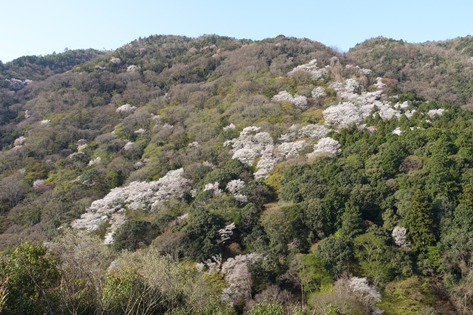 京都桜速報2018_13　No11