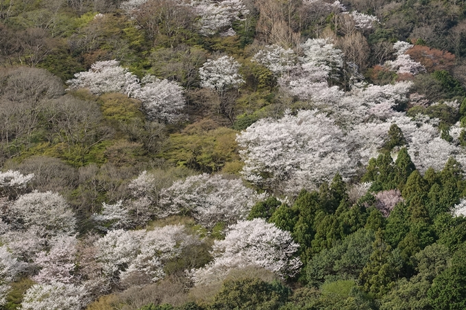 京都桜速報2018_13　No12