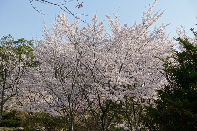 京都桜速報2018_13　No13