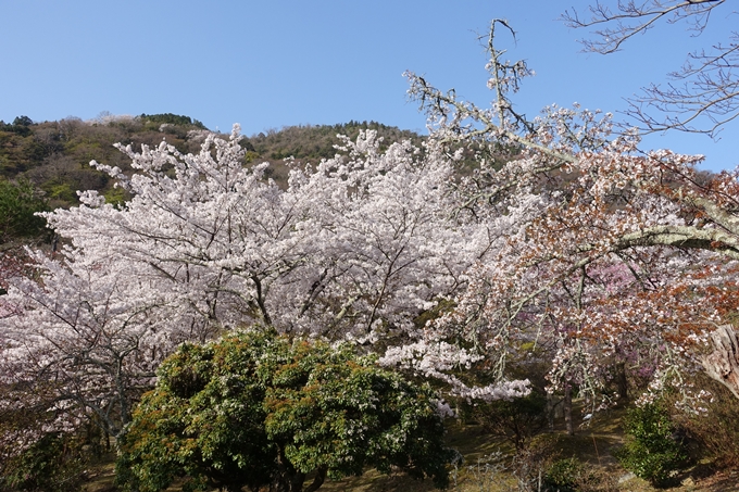 京都桜速報2018_13　No14