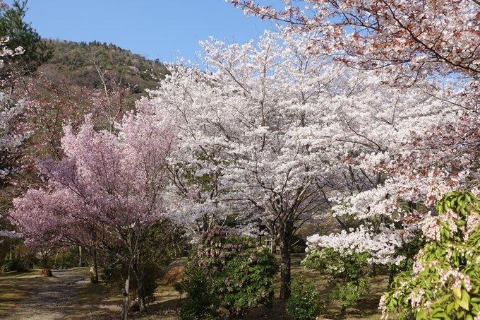 京都桜速報2018_13　No15