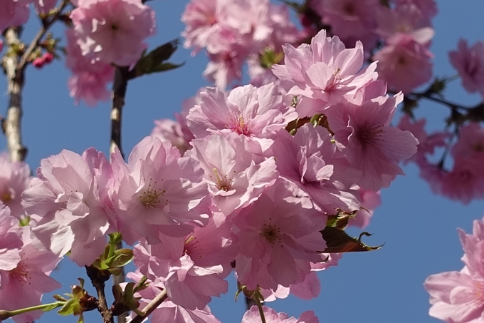 京都桜速報2018_13　No16