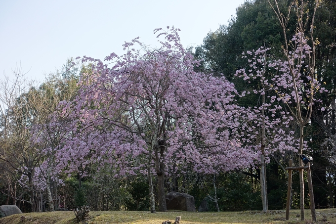 京都桜速報2018_13　No17