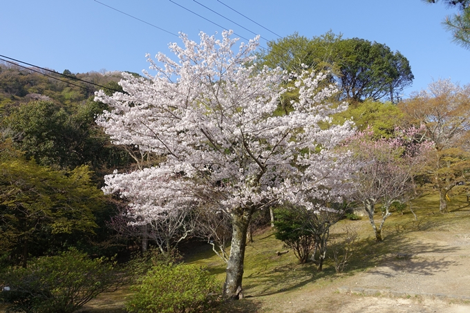 京都桜速報2018_13　No18