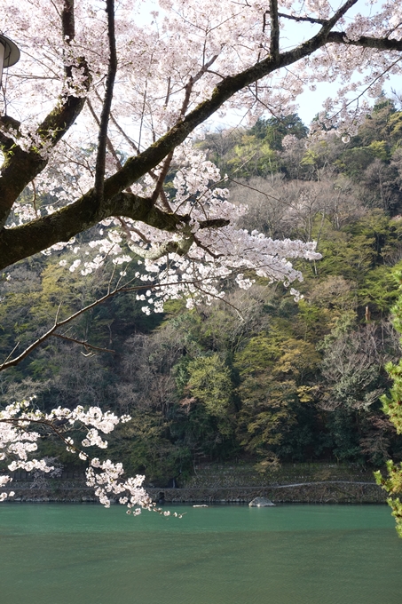 京都桜速報2018_13　No19