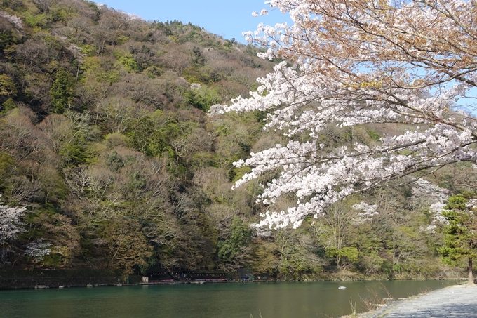 京都桜速報2018_13　No20