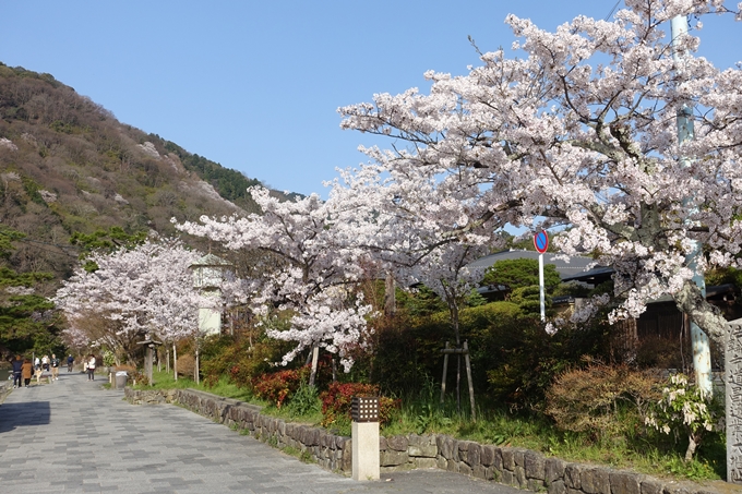 京都桜速報2018_13　No21