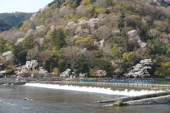 京都桜速報2018_13　No24