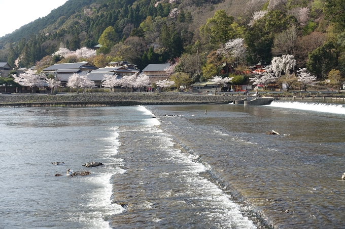 京都桜速報2018_13　No25