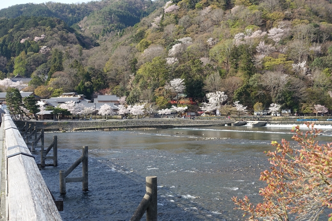 京都桜速報2018_13　No26