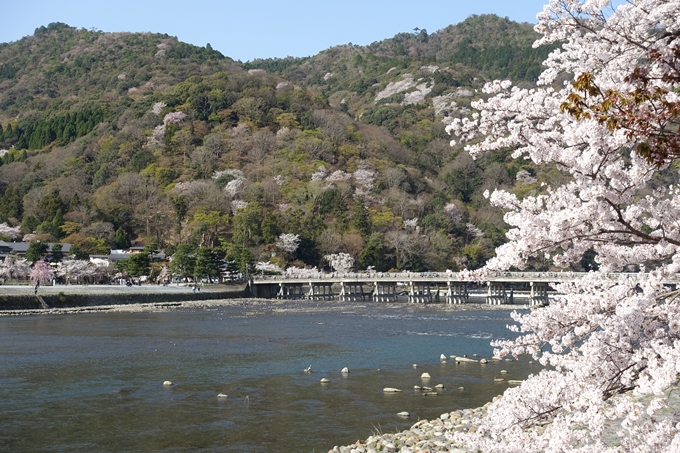 京都桜速報2018_13　No30