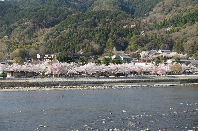 京都桜速報2018_13　No31