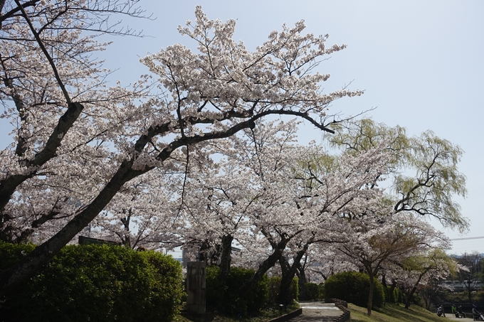 京都桜速報2018_15　No11